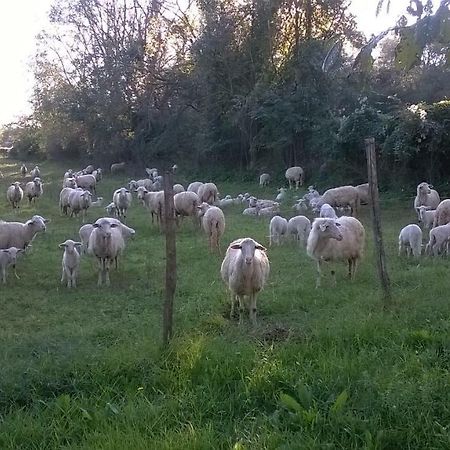 Casale Del Tiglio Bed & Breakfast Cerveteri Dış mekan fotoğraf