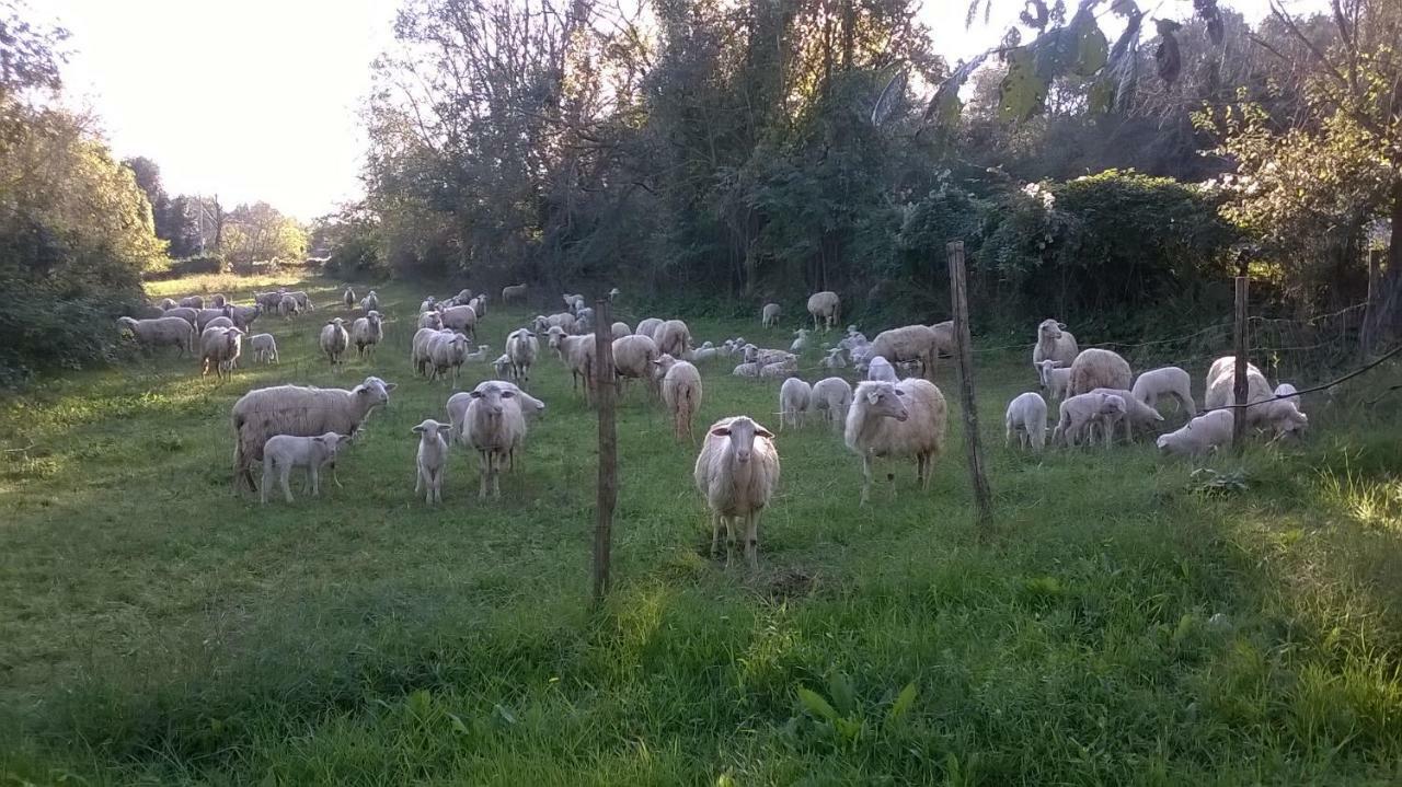 Casale Del Tiglio Bed & Breakfast Cerveteri Dış mekan fotoğraf