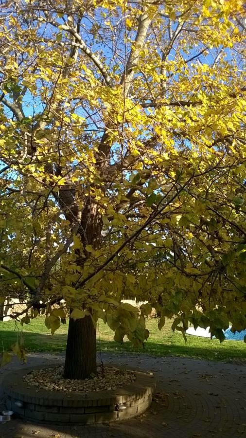 Casale Del Tiglio Bed & Breakfast Cerveteri Dış mekan fotoğraf